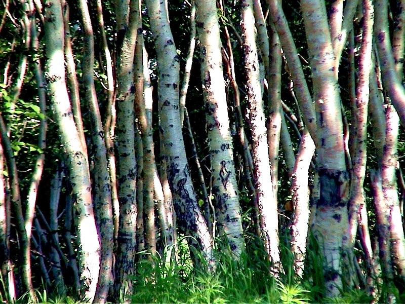 Image of Betula ermanii specimen.