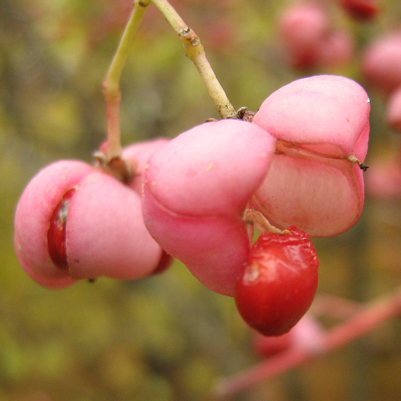 Изображение особи Euonymus europaeus.