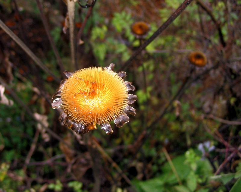 Image of Telekia speciosa specimen.