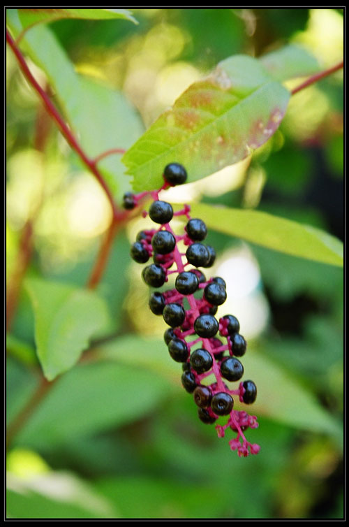 Image of Phytolacca americana specimen.