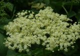 Sambucus nigra. Соцветие. Балка, степь Днепропетровская обл., конец мая.