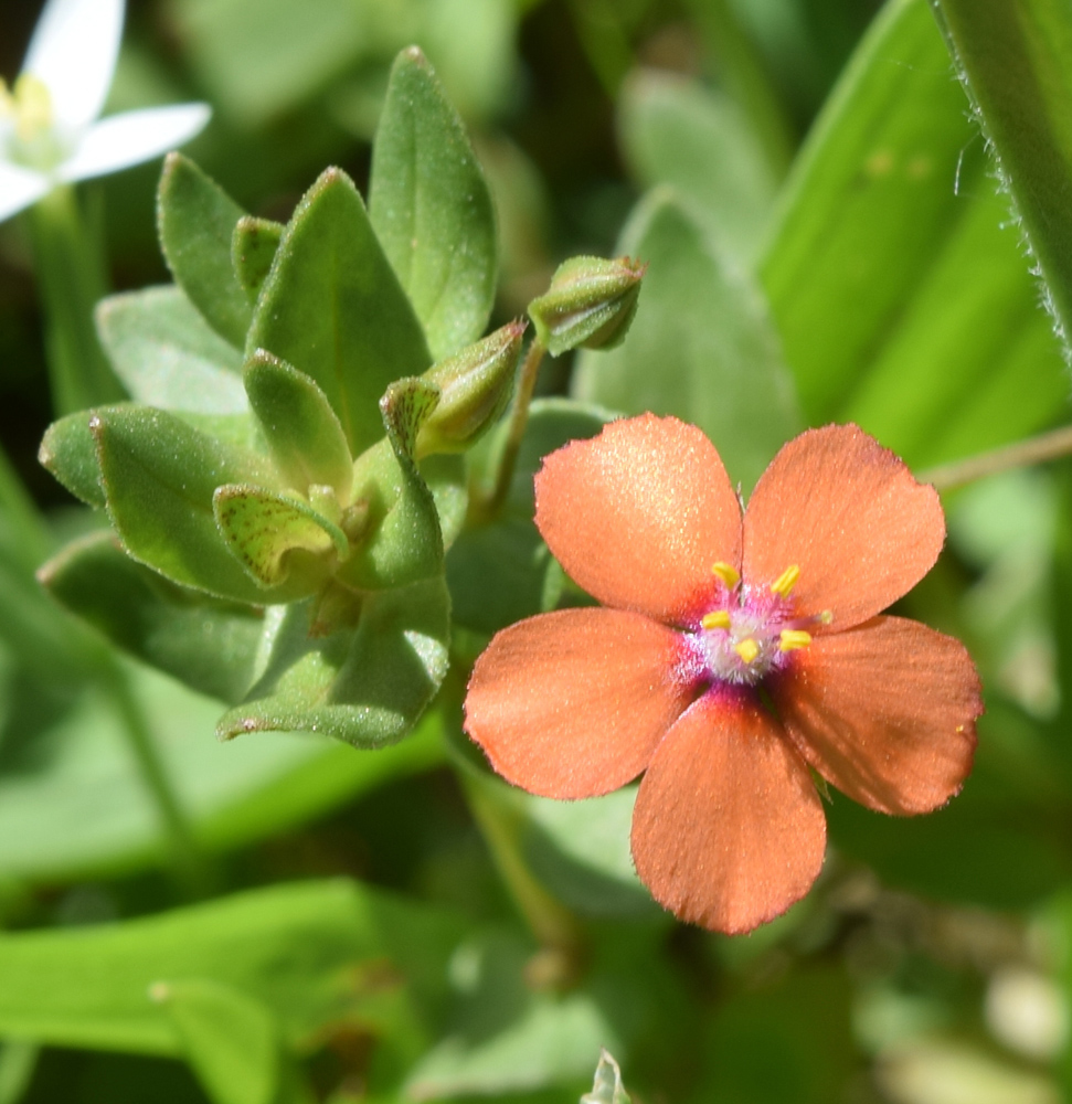 Изображение особи Anagallis arvensis.