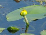 Nuphar lutea. Цветок и листья. Иркутская обл., Иркутский р-н, близ устья р. Иркут. 25.06.2014.