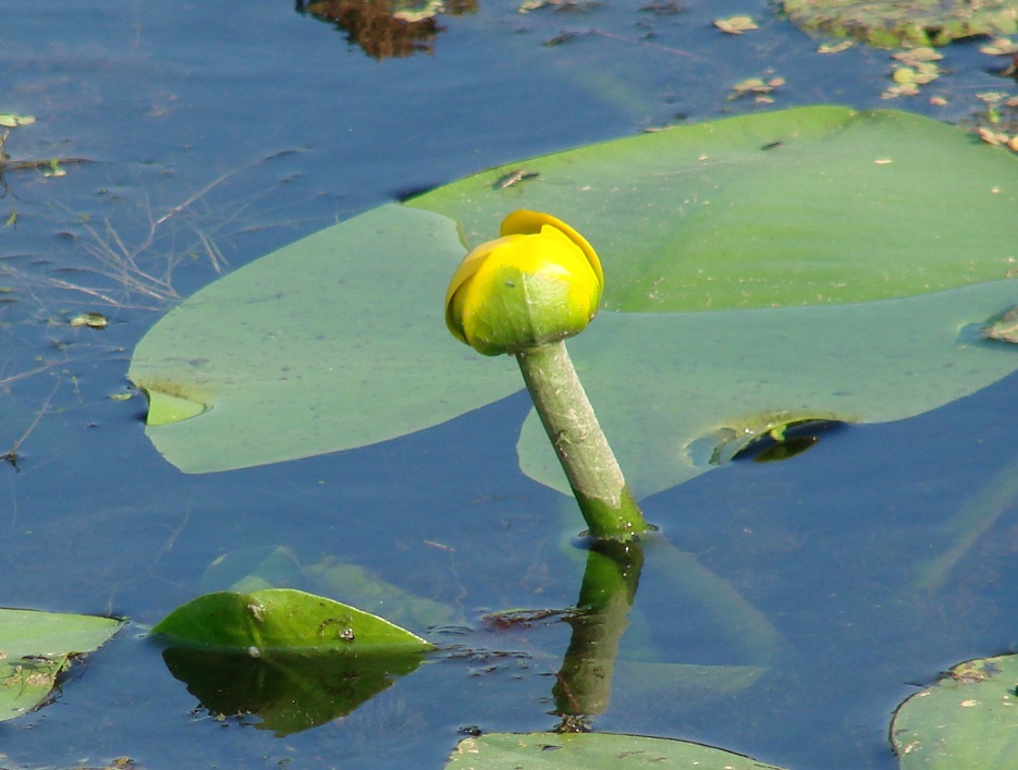 Изображение особи Nuphar lutea.