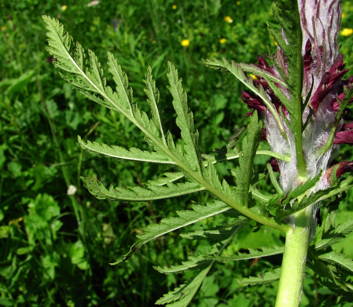 Изображение особи Pedicularis atropurpurea.