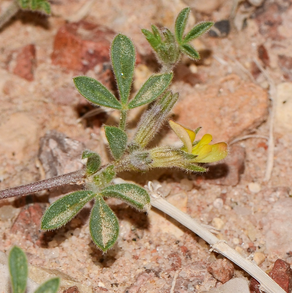 Image of Lotononis platycarpa specimen.