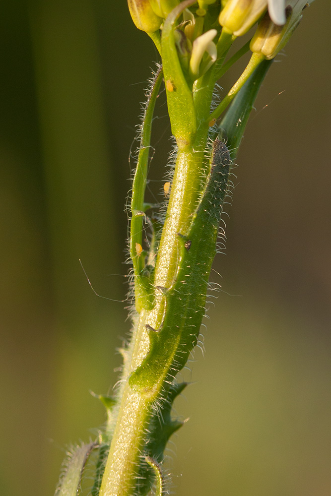 Image of Arabis sagittata specimen.