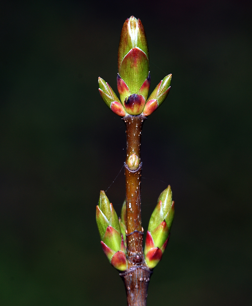 Image of Acer platanoides specimen.