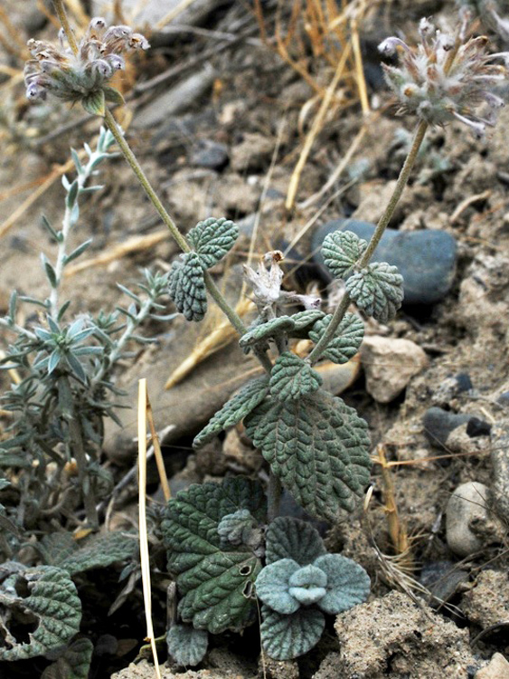 Изображение особи Nepeta olgae.