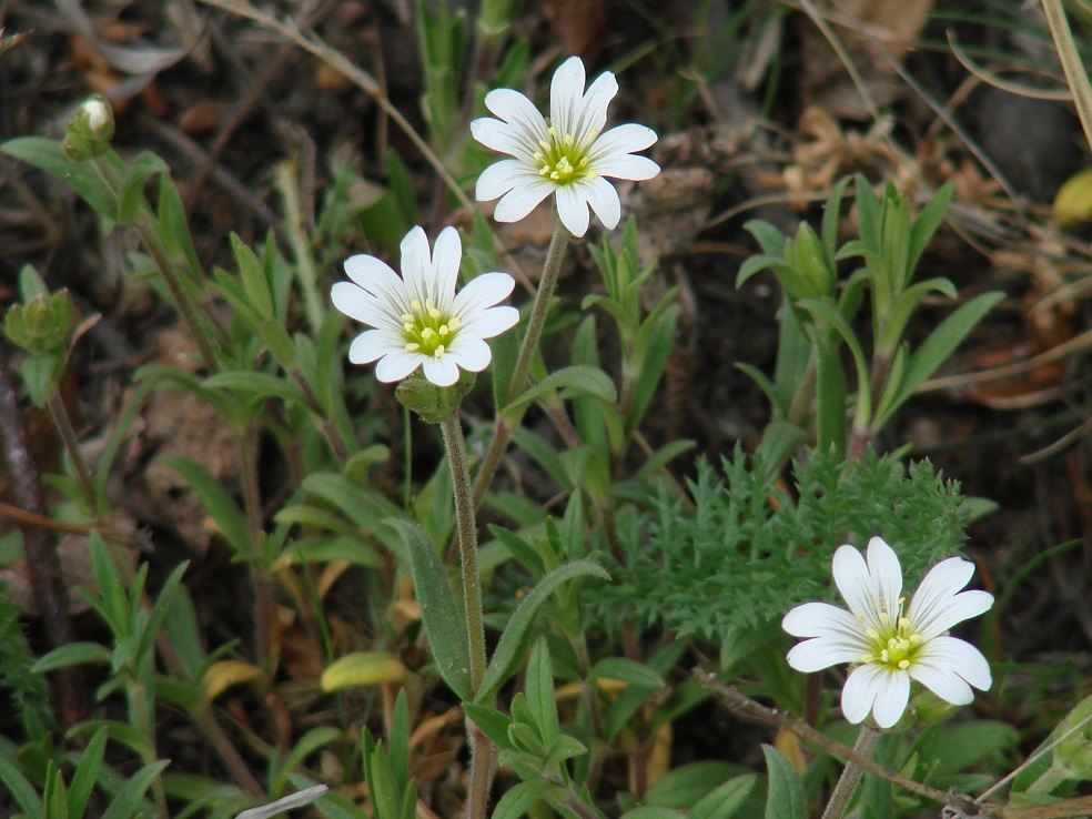 Image of Cerastium arvense specimen.