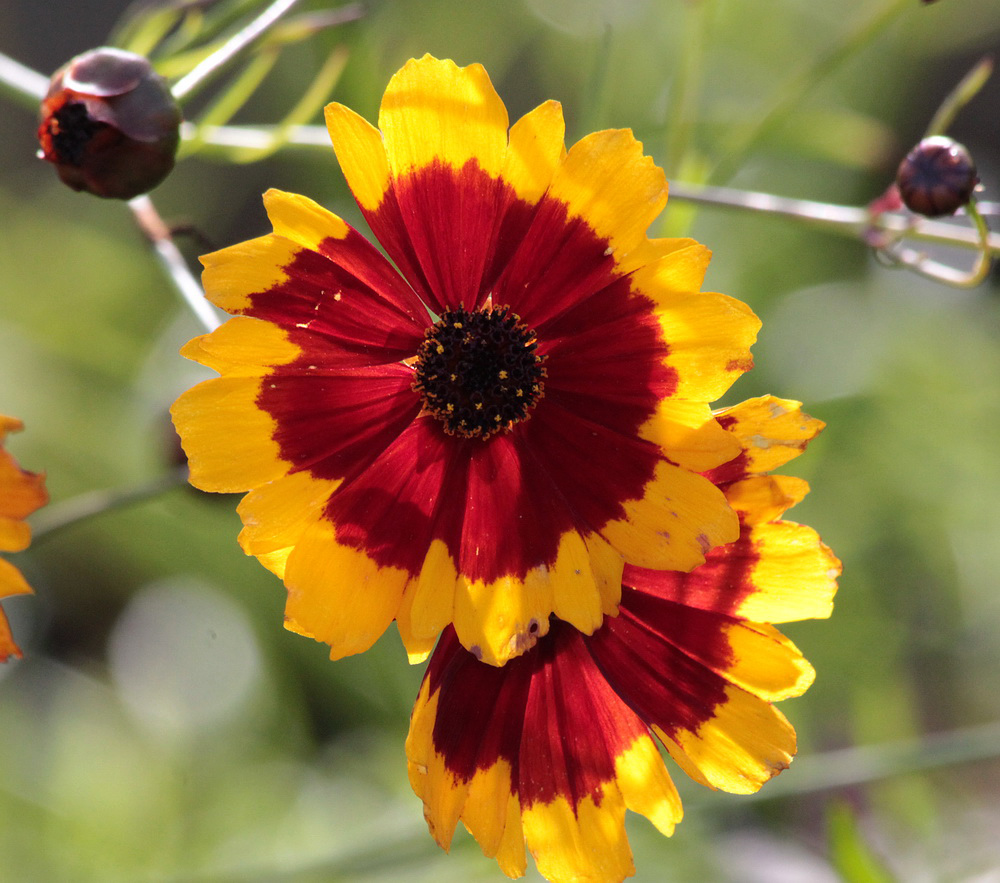 Image of Coreopsis tinctoria specimen.