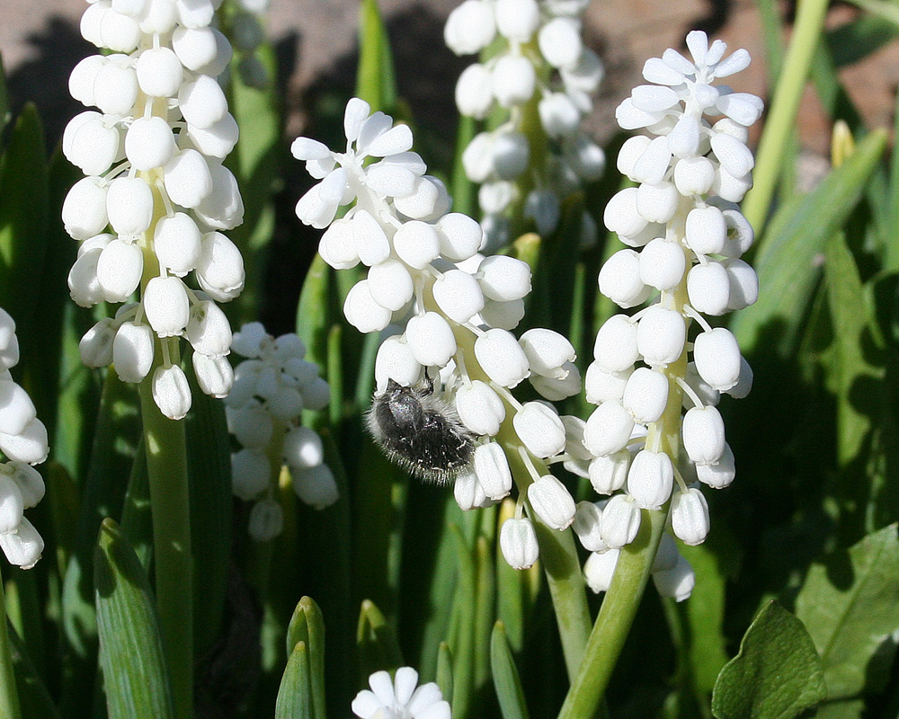 Image of Muscari botryoides specimen.