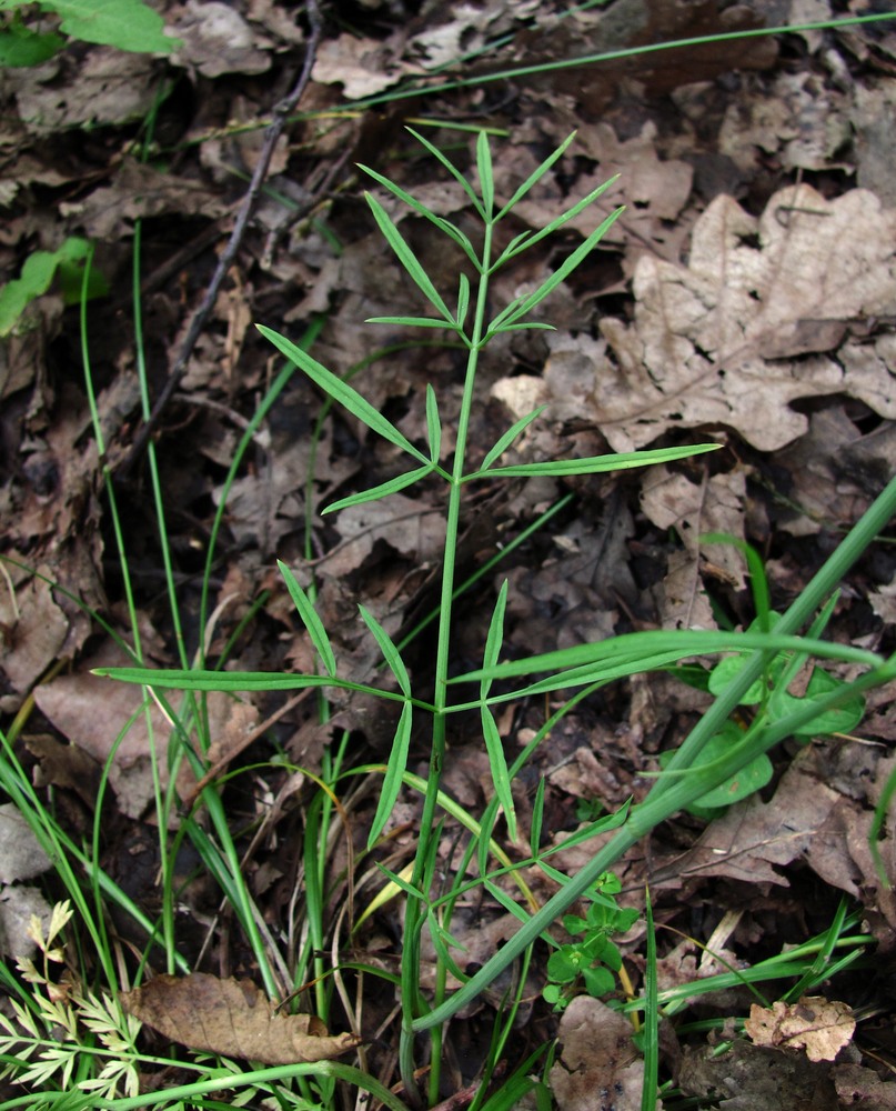 Image of Oenanthe pimpinelloides specimen.