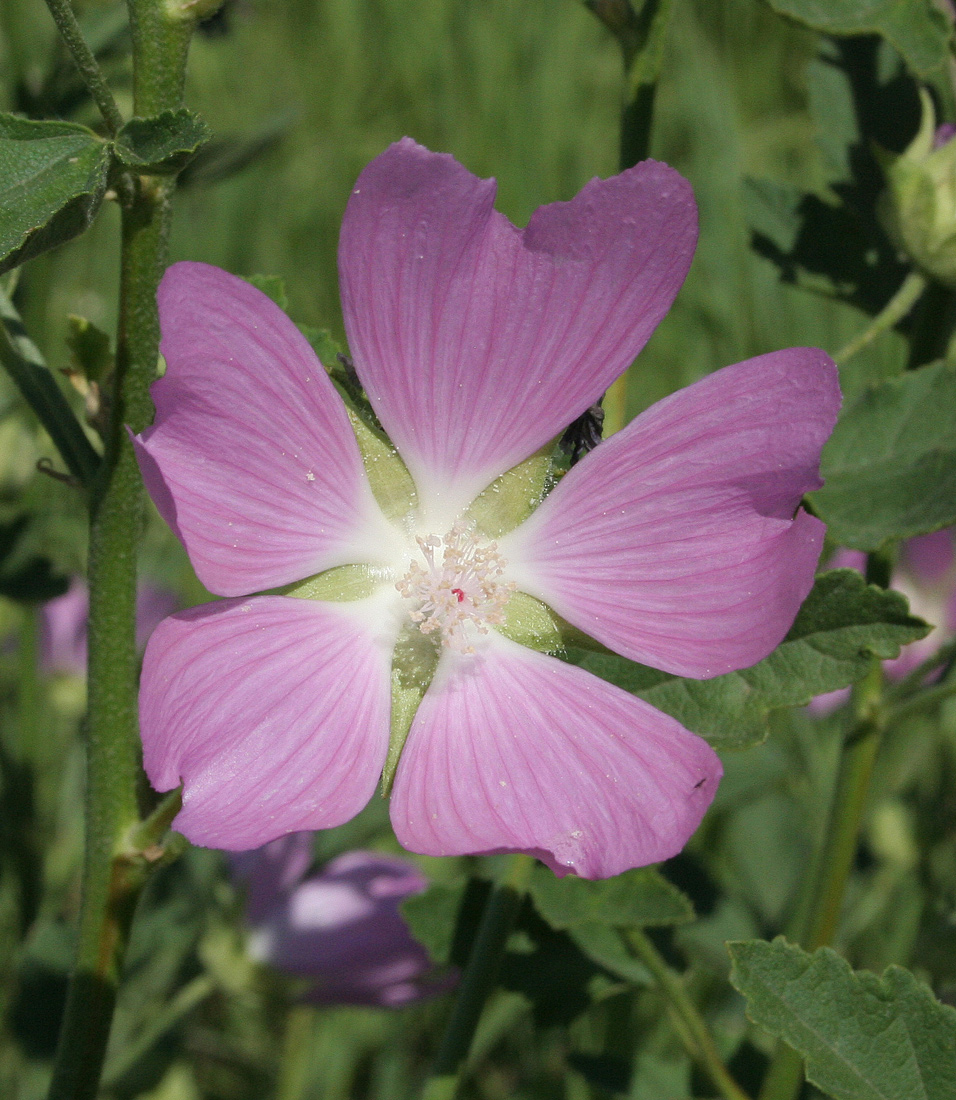 Image of Malva thuringiaca specimen.