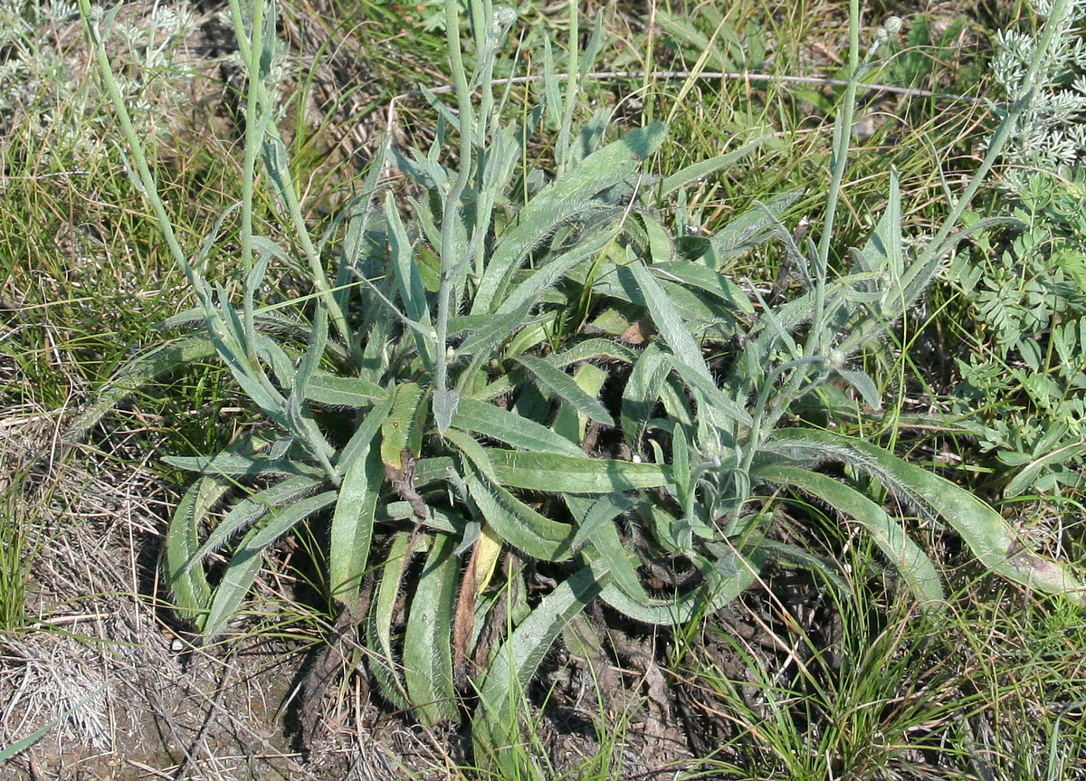 Image of Pilosella echioides specimen.