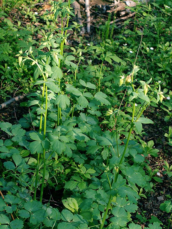 Image of Aquilegia vulgaris specimen.