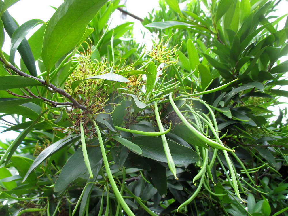 Image of Stenocarpus salignus specimen.