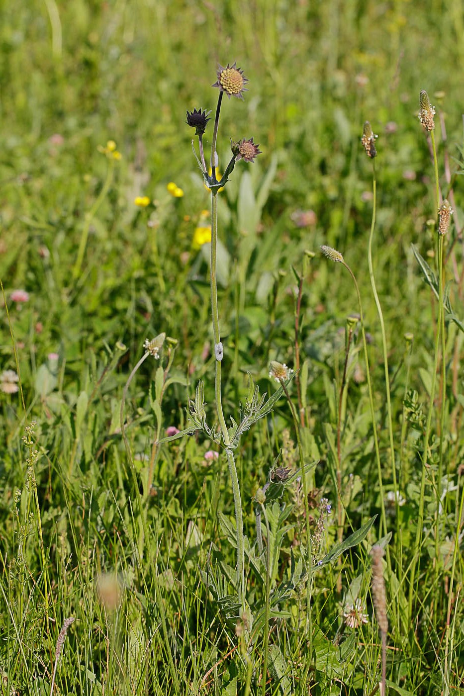 Image of Knautia arvensis specimen.