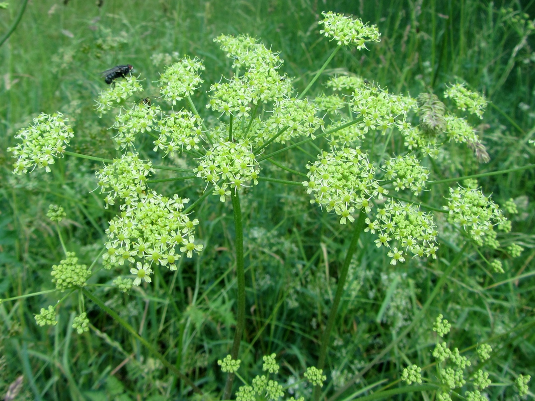 Изображение особи Heracleum sibiricum.