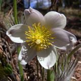 Pulsatilla uralensis. Цветок. Свердловская обл., окр. г. Североуральск, склон известняковой скалы. 24.05.2008.