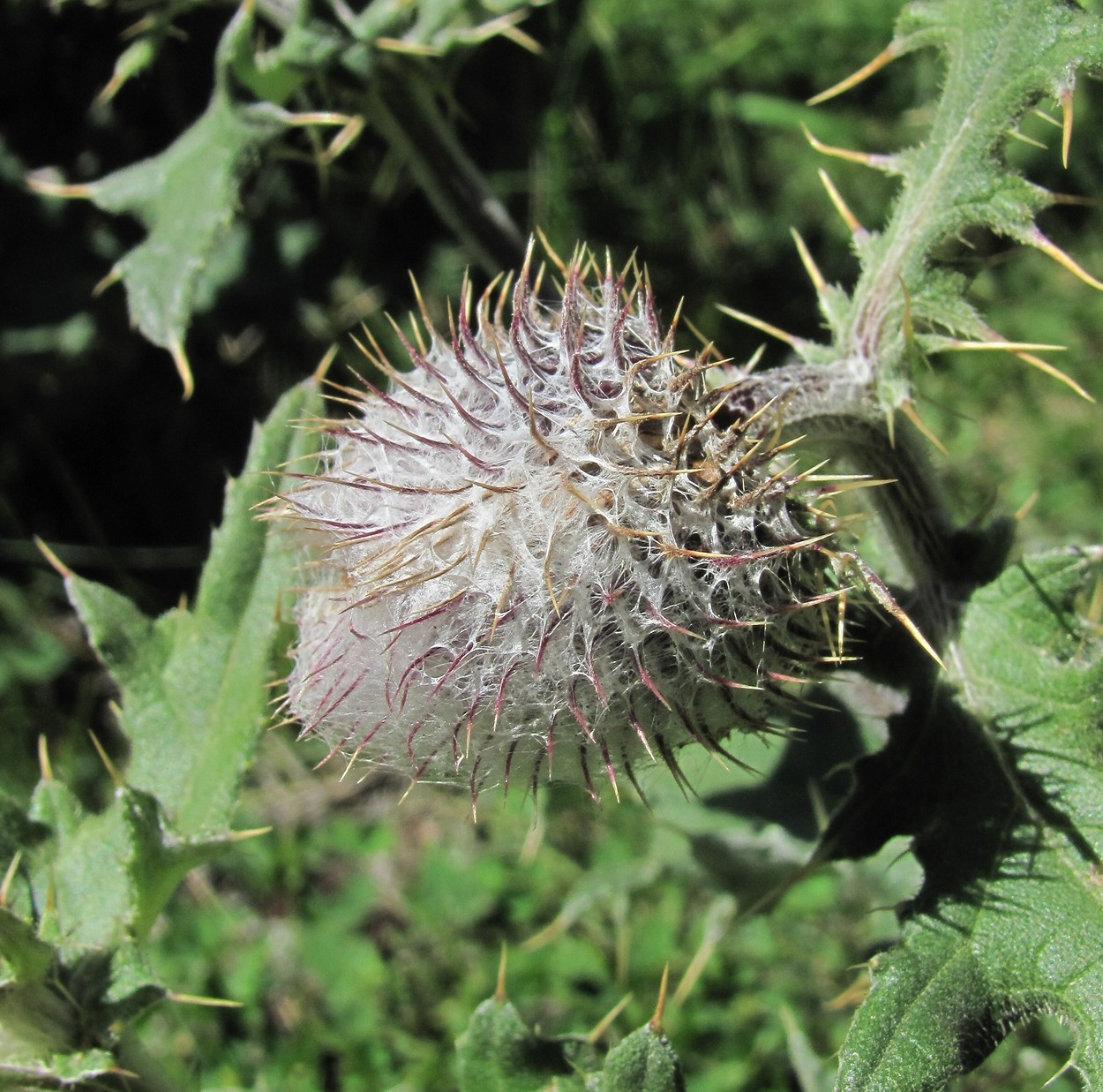 Image of Cirsium buschianum specimen.