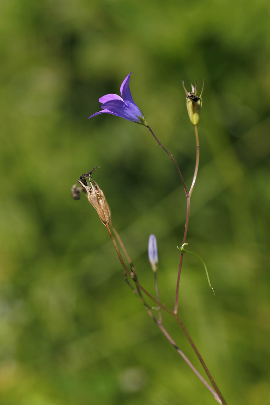 Image of Campanula patula specimen.