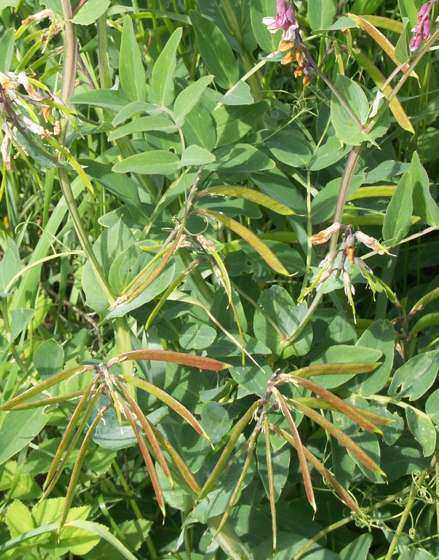 Изображение особи Lathyrus pisiformis.