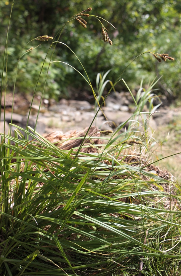 Изображение особи Carex caucasica.