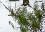 Смотреть изображение Artemisia abrotanum