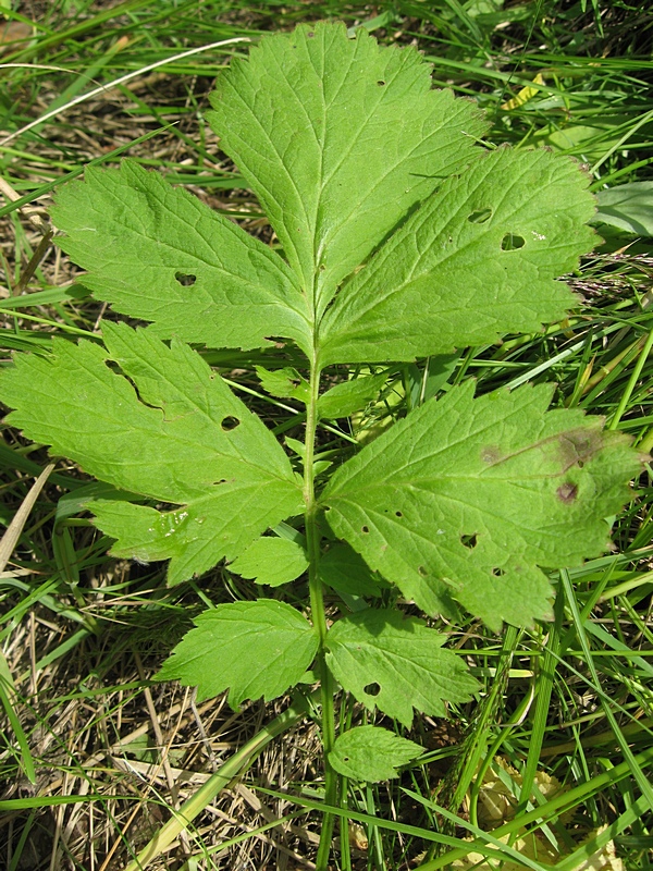 Image of Geum rivale specimen.