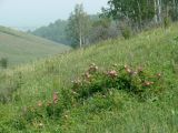 Rosa acicularis. Цветущие растения на склоне. Иркутская обл., Иркутский р-н, окр. дер. Жердовка. 16.06.2016.