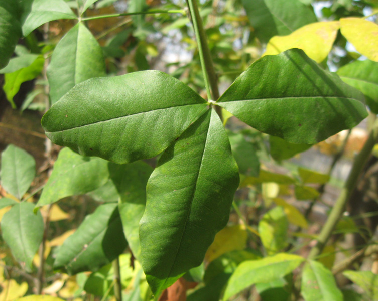 Image of Laburnum anagyroides specimen.