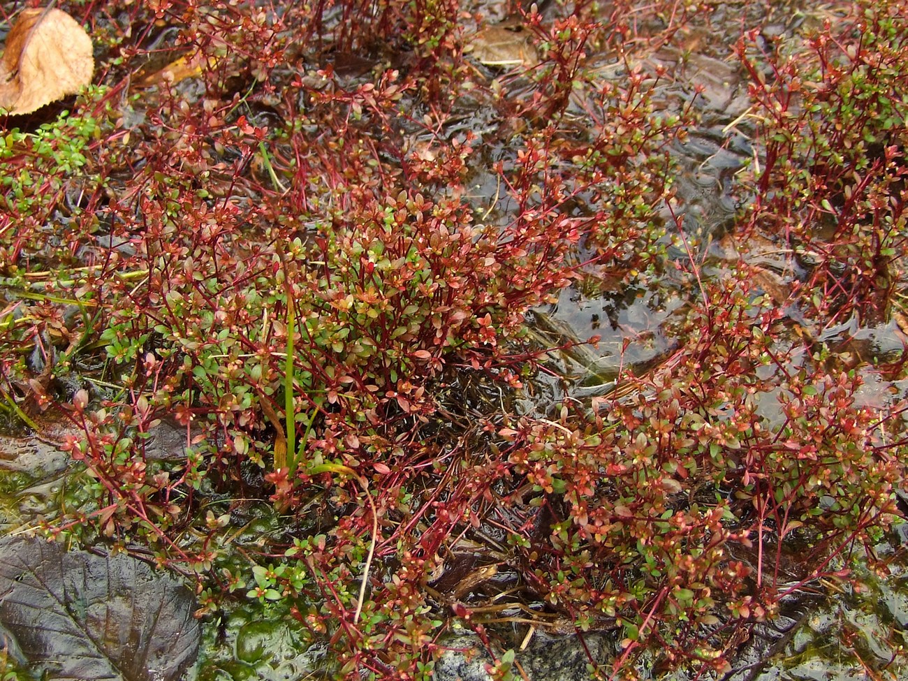 Image of Koenigia islandica specimen.