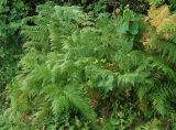 Pteridium tauricum. Растение на опушке леса. Адыгея, долина р. Фарс. 15.08.2008.