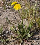 Crepis vesicaria subspecies taraxacifolia