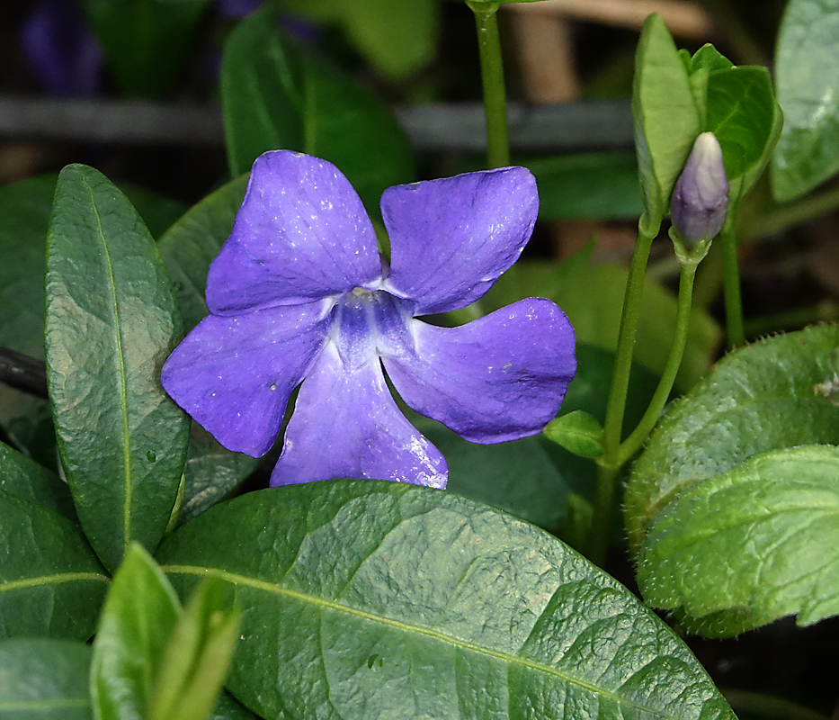 Image of Vinca minor specimen.