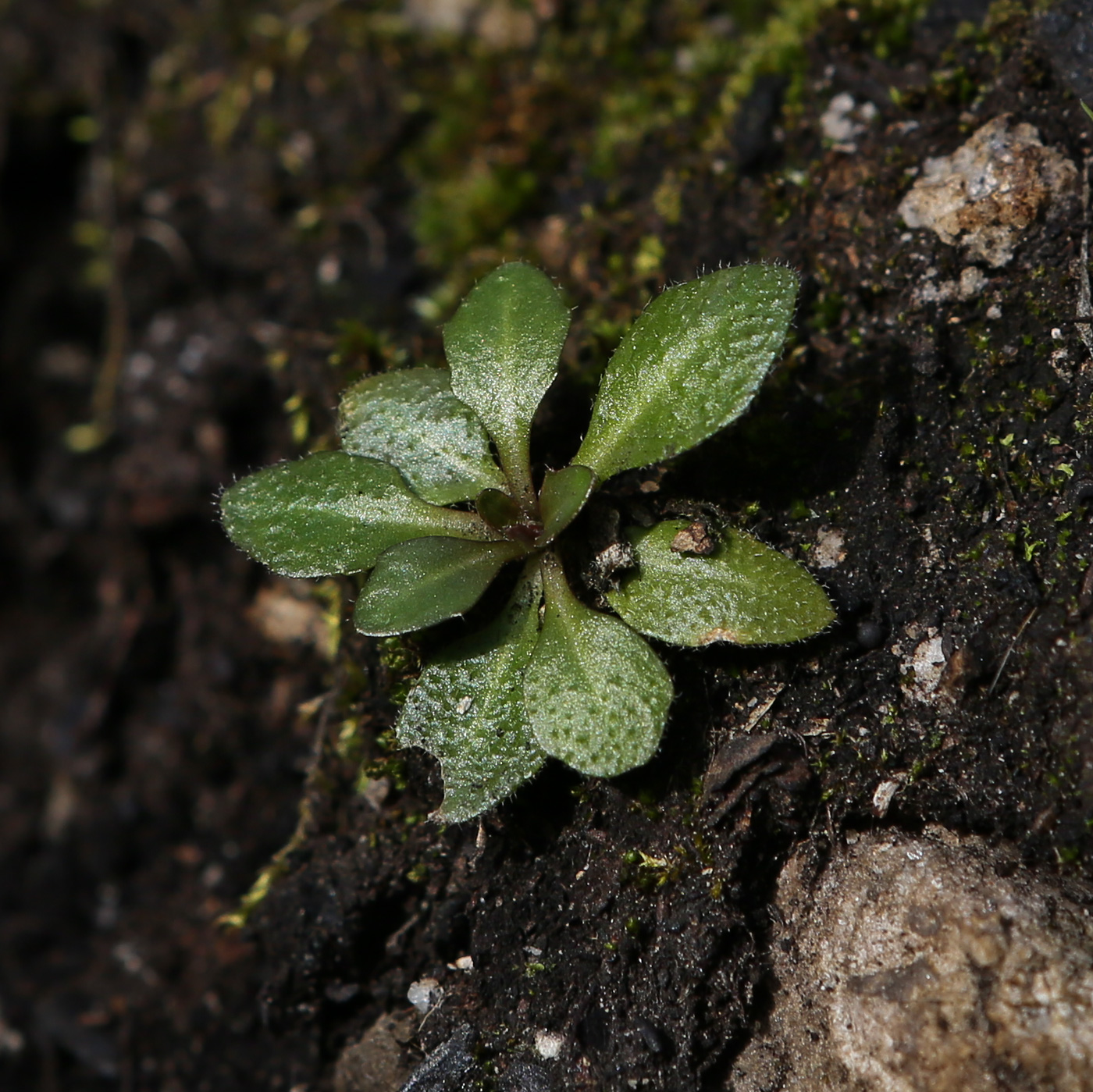 Image of class Magnoliopsida specimen.