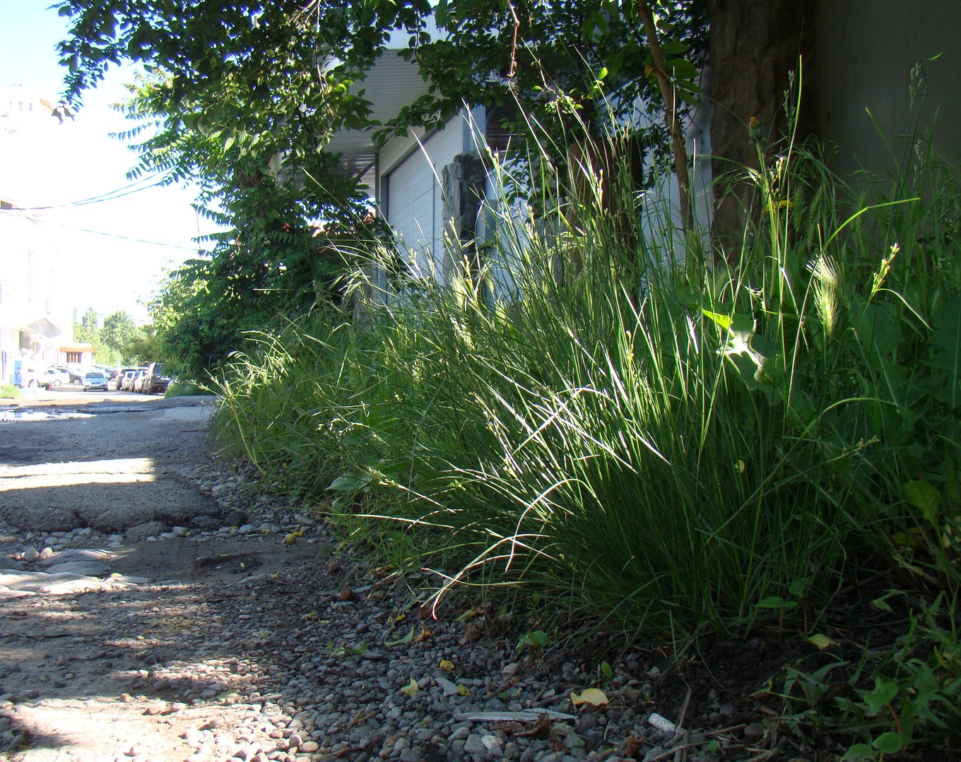 Image of Juncus tenuis specimen.