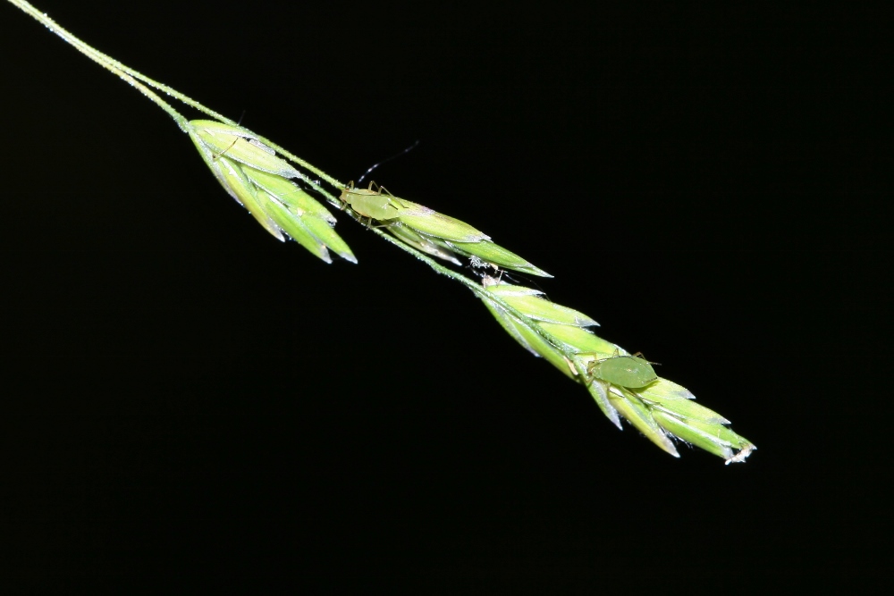 Image of Poa ussuriensis specimen.