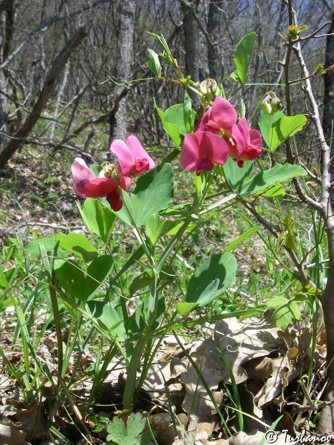 Image of Lathyrus rotundifolius specimen.