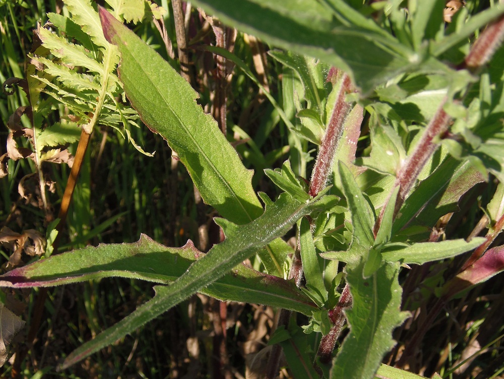 Изображение особи Centaurea jacea.