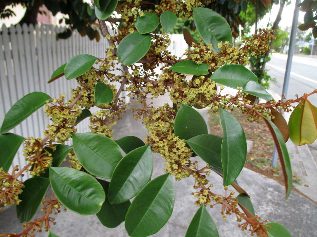 Image of Chrysophyllum cainito specimen.