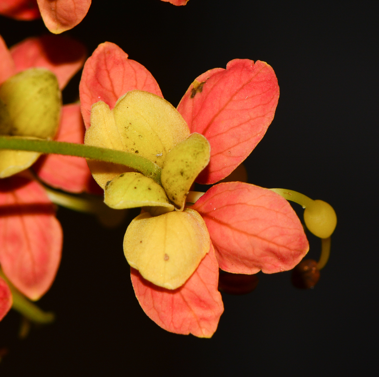 Image of Cassia brewsteri specimen.