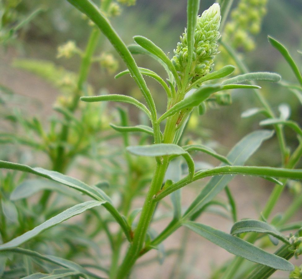 Image of Reseda lutea specimen.