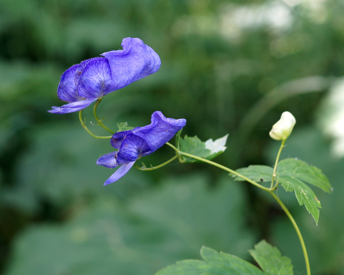 Image of Aconitum maximum specimen.