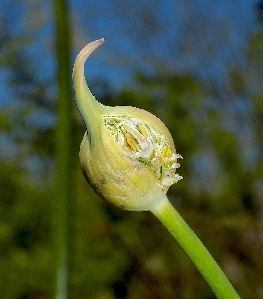 Image of Allium cristophii specimen.