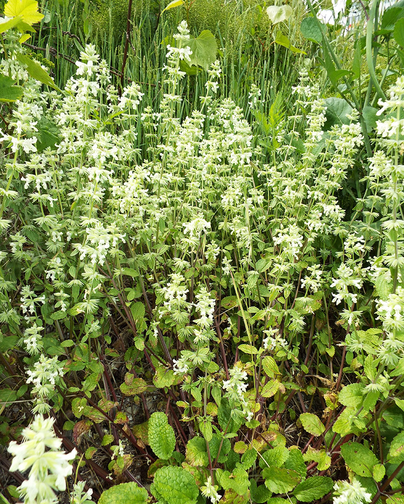 Изображение особи Stachys pubescens.