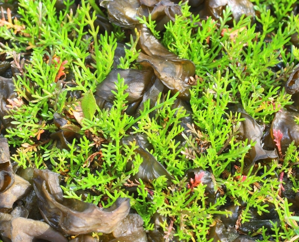 Image of Tripleurospermum inodorum specimen.