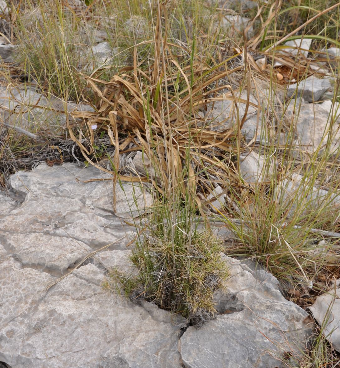 Изображение особи Brachypodium retusum.