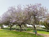 Jacaranda mimosifolia. Цветущие и плодоносящие растения. Израиль, г. Бат-Ям, в парке. 02.05.2018.